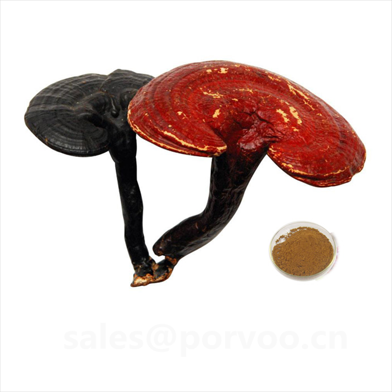 Wholesale Organic Ganoderma Extract, main functions of Ganoderma extract, Reishi mushroom Extract