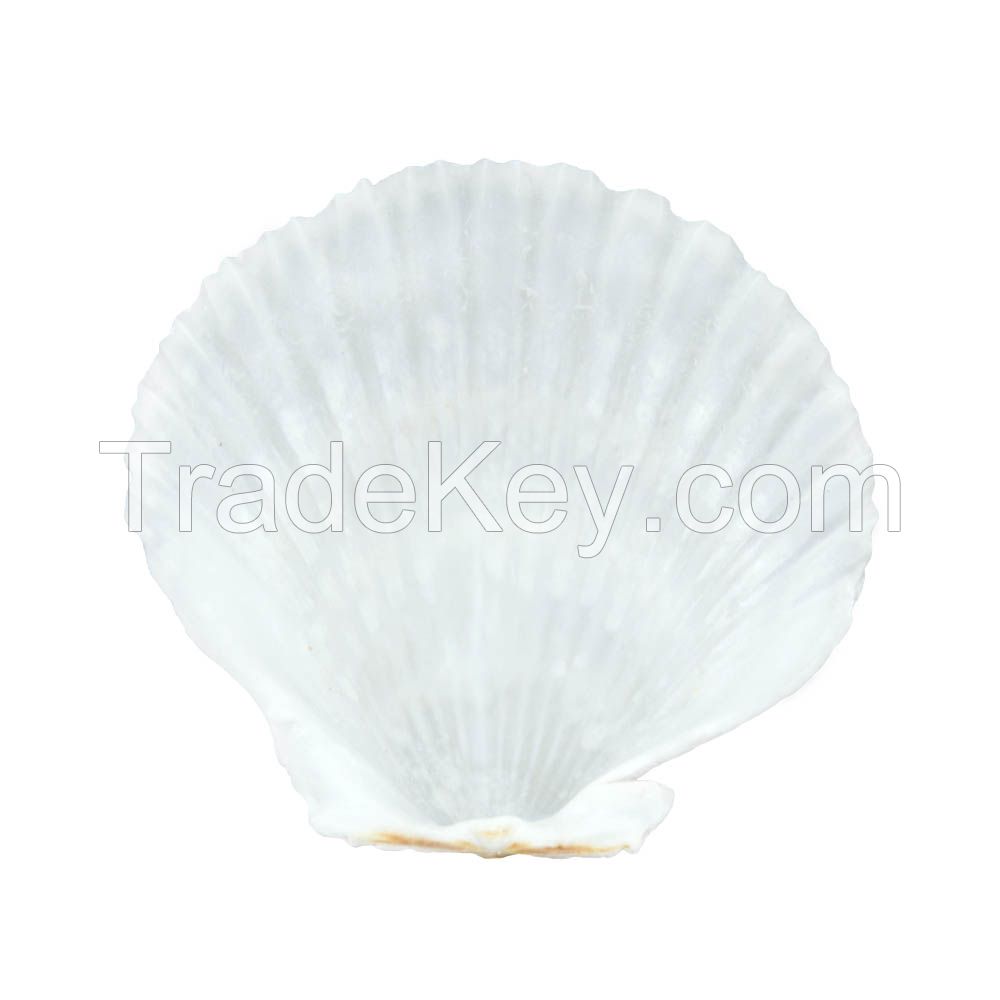 scallop shells