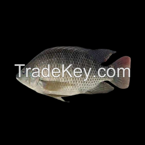 Frozen tilapia whole round