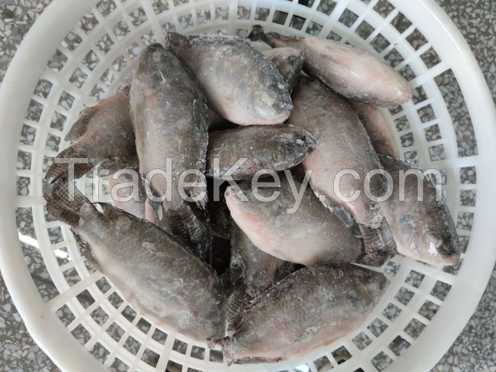 Frozen tilapia whole round