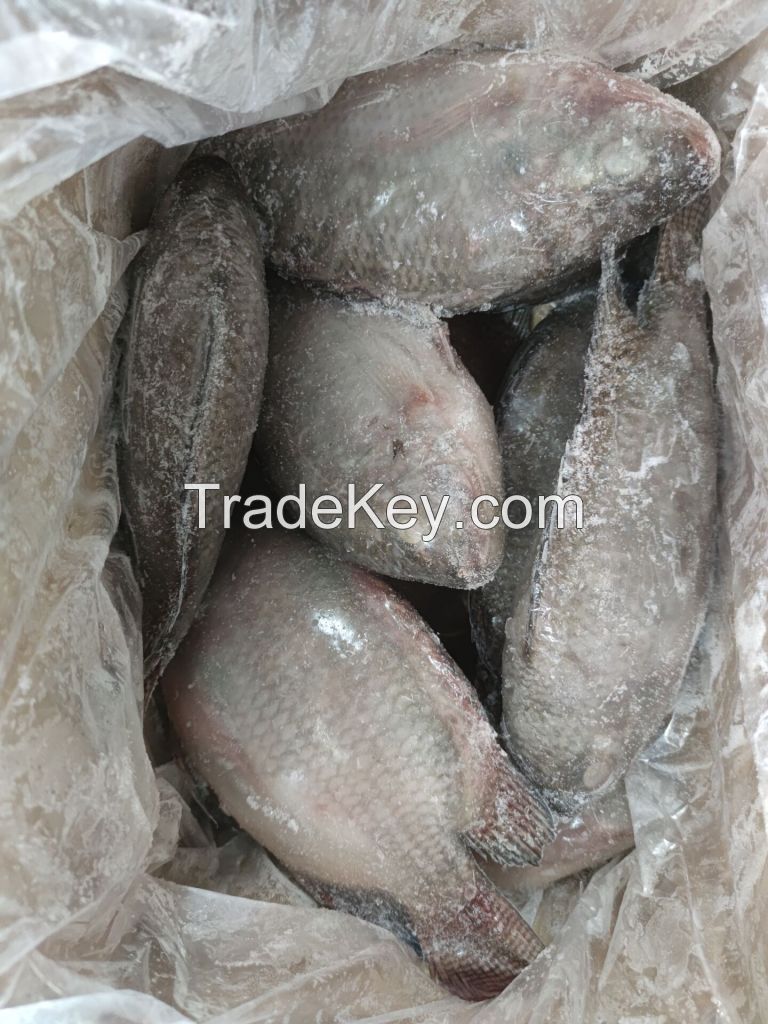 Frozen tilapia whole round