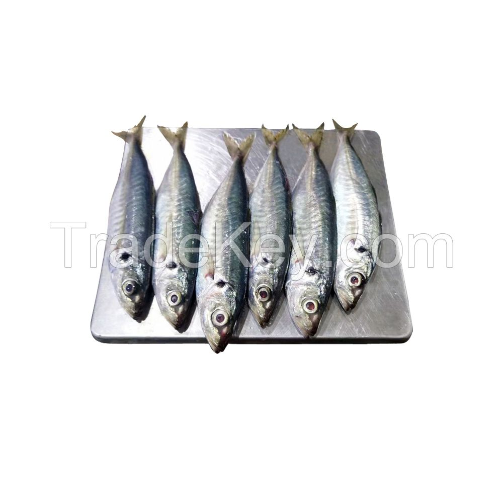 Frozen horse mackerel small eyes