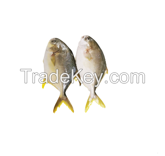 Frozen golden pompano