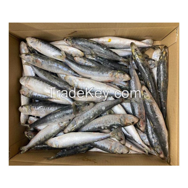 Frozen Sardine for Fish Bait Squid Bait