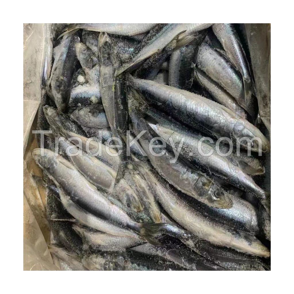 Frozen Sardine for Fish Bait Squid Bait