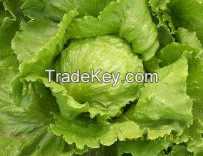 Heading Lettuce Seeds for Salad