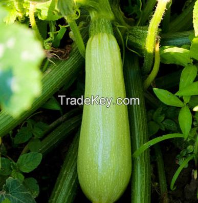 Hybrid Smooth Light Green Skin Squash Seeds