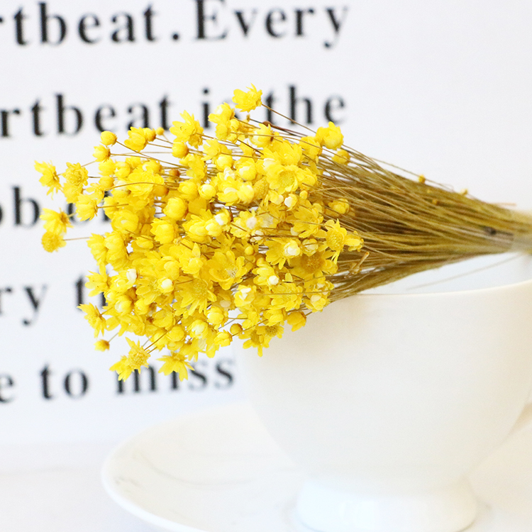 dried star ferry chrysanthemum dried flower gifts bouquet dried flower