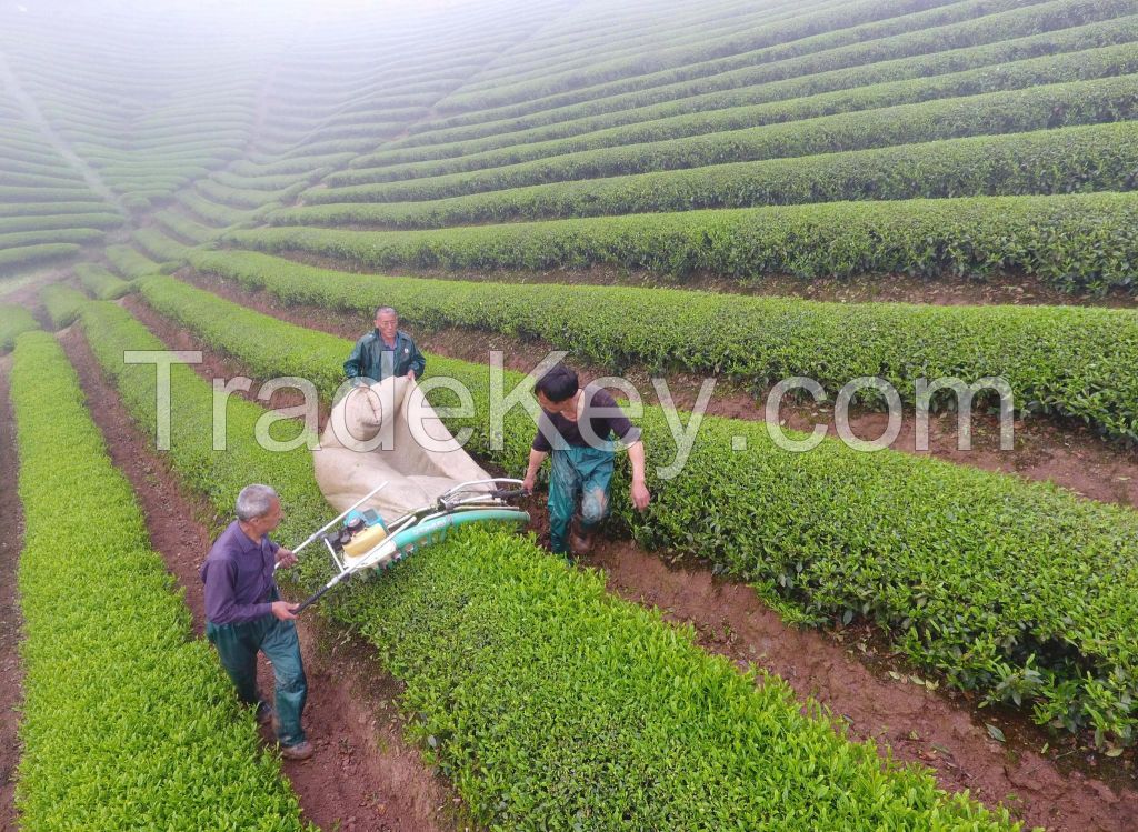 CHINA GREEN TEA, 6.7 USD/1 kg