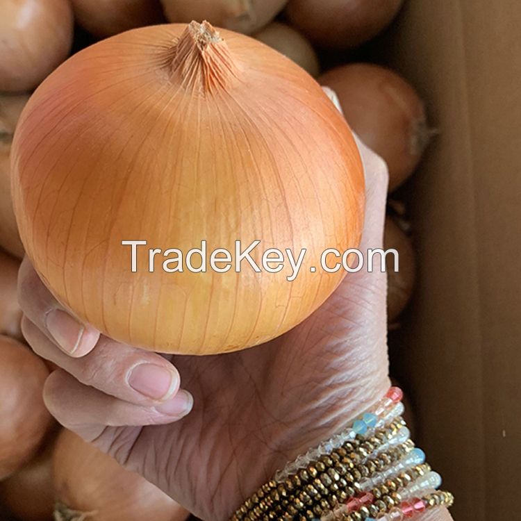 Fresh Onions China Origin 20kg Mesh Bag Fresh Yellow Onion Red Onion For Export