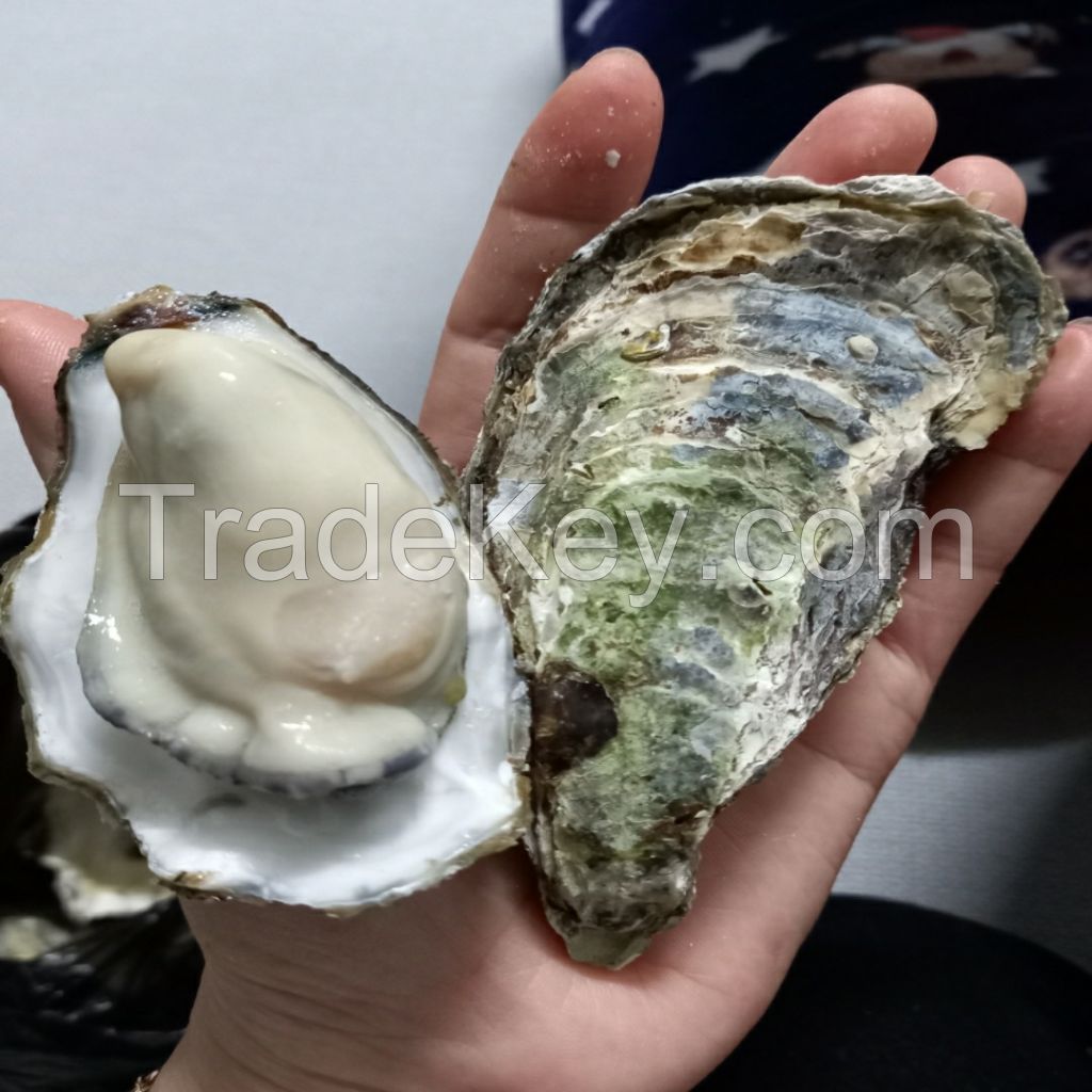 Fresh oyster(Pacific oyster) from South Korea