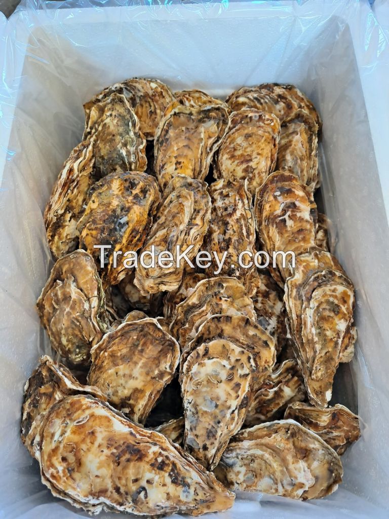 Fresh oyster(Pacific oyster) from South Korea