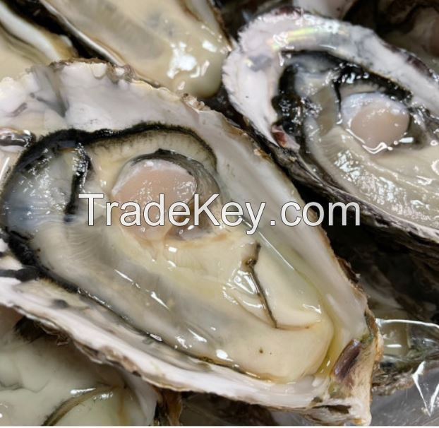 Fresh oyster(Pacific oyster) from South Korea