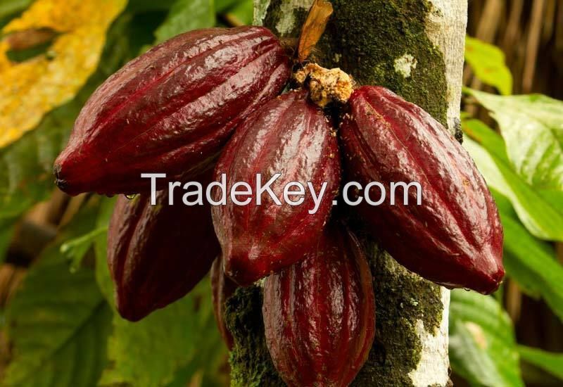 Cocoa Seeds