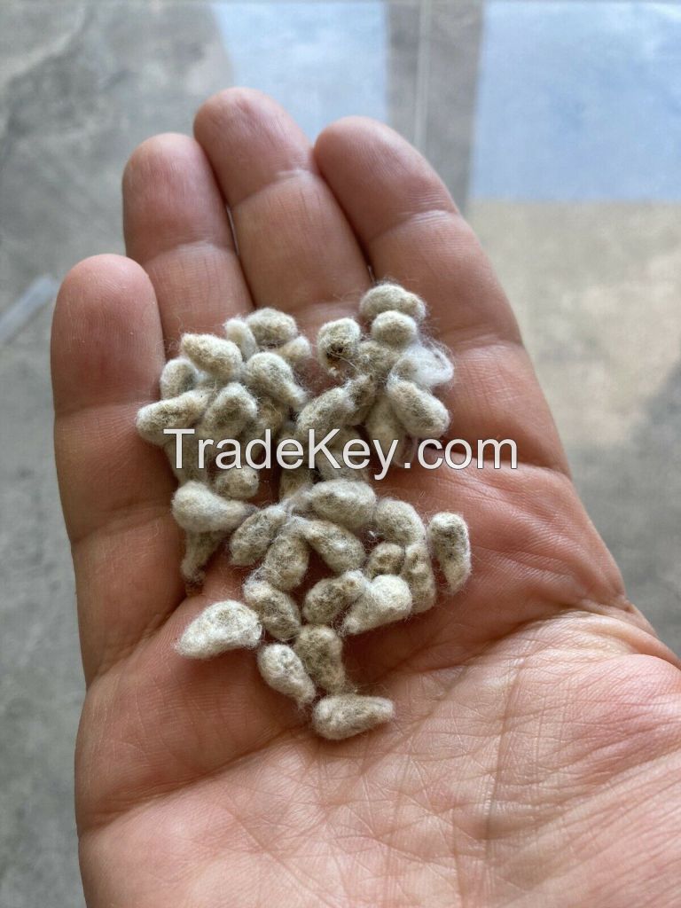 Cotton Seed