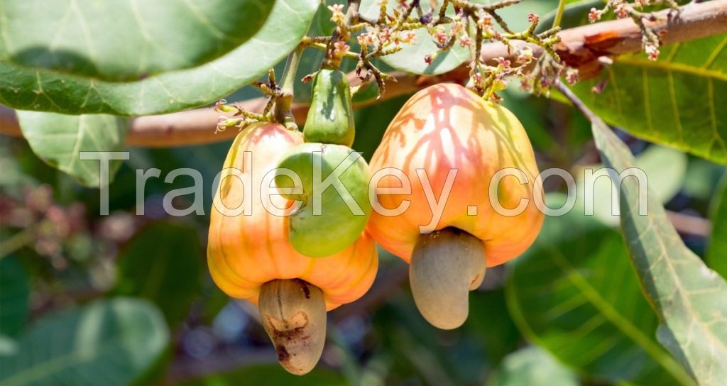 Cashew Nuts