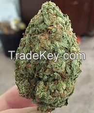 Gargamel -------------- 22.9%  CBD 0.10%