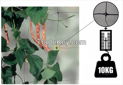 pp plastic climbing plant support net