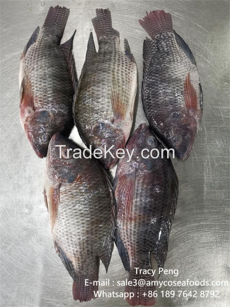 Tilapia WR fresh fish