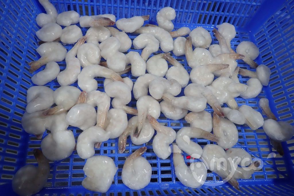 Vannamei  Shrimp