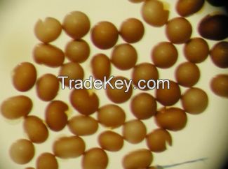 Artemia cysts, brine shrimp eggs