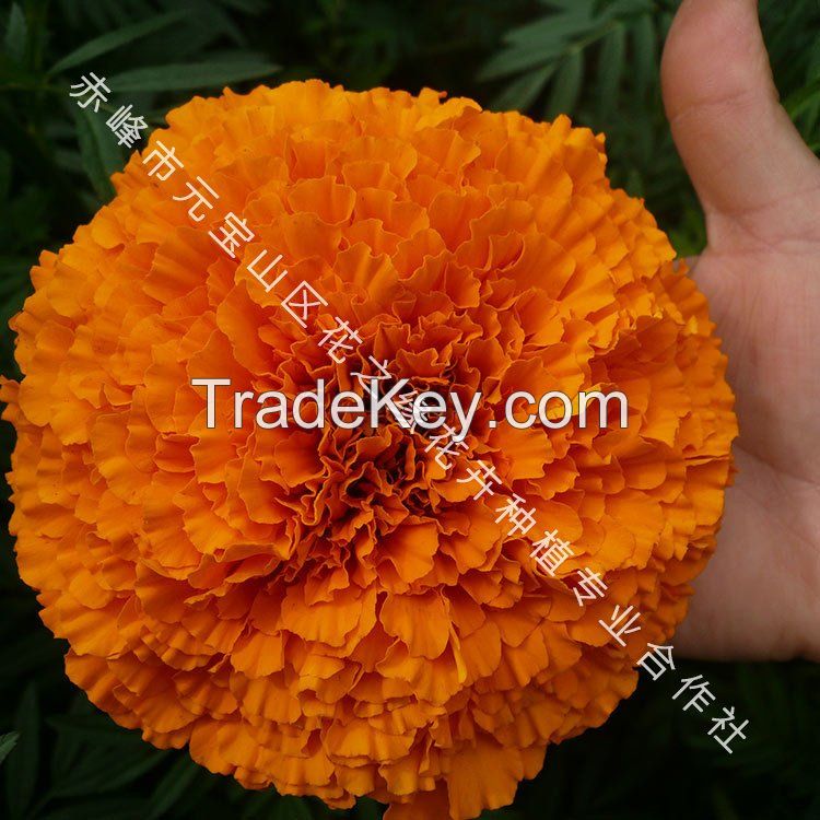 Marigold seedsï¼Pigmented marigold seedsï¼Marigold F1