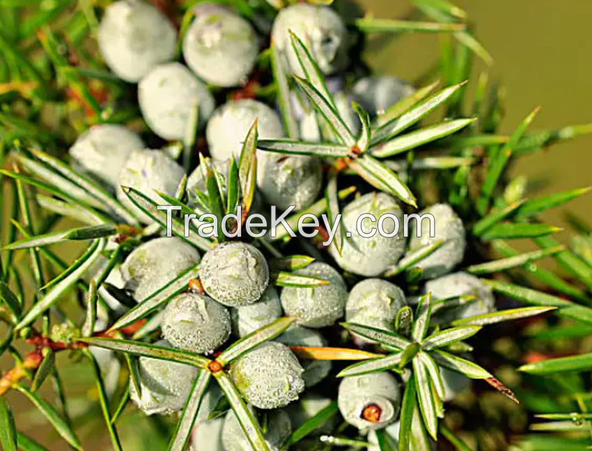 Juniper nut essential oil pure