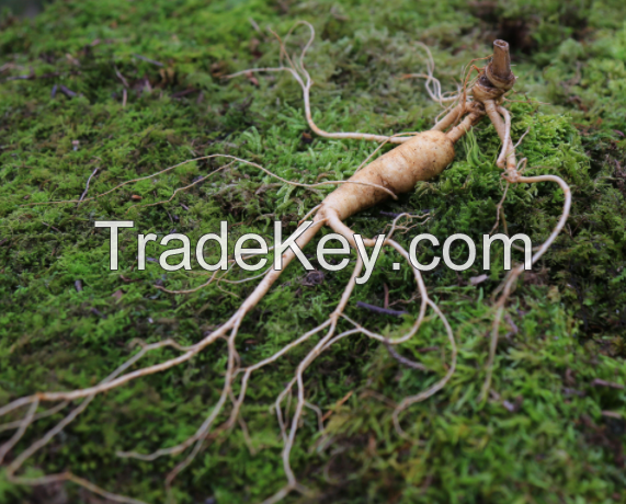 Red Ginseng