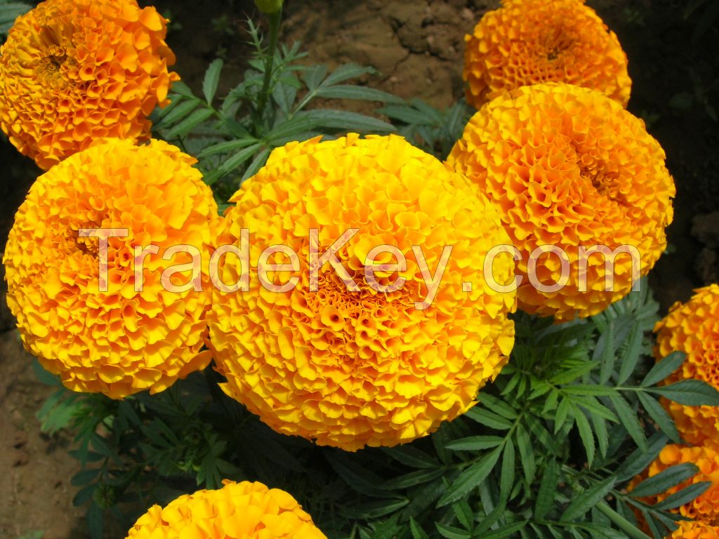 Marigold F1