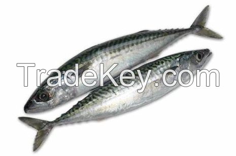 pacific mackerel