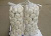 garlic,Fresh Garlic,white garlic, normal white garlic, pure whitle garlic