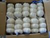 garlic,Fresh Garlic,white garlic, normal white garlic, pure whitle garlic