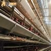 H Type chicken layer cages with automatic feeding system