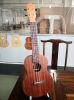 Entry level High quality ukulele at Distributor Price