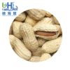 various type of peanut...