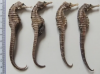 14cm-45cm Dried Seahorse for Sale| Dried Seahorse Wholesaler fast shipping to China