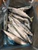 frozen mackerel good price and quality