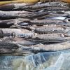 frozen Pacific saury