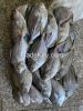 frozen silver pomfret at good price