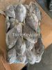 frozen silver pomfret at good price