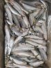 frozen sardine good price and quality