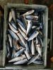 Pacific saury