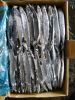 Pacific saury