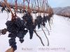 grape seedlings Cold-resistant Cold limit minus 37 degrees Grape seedlings for planting