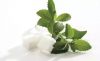 High Quality Stevia Powder