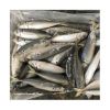 Seafoods and frozen food Frozen round scad fish for sale