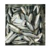 Seafoods and frozen food Frozen round scad fish for sale