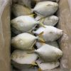 Best Price Frozen gold...