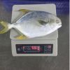 Best Price Frozen gold...