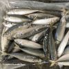 Seafoods and frozen food Frozen round scad fish for sale